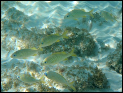 PB Snorkel Belize 100