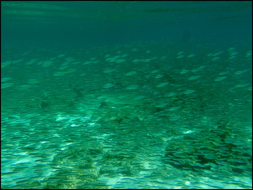 PB Snorkel Belize 148