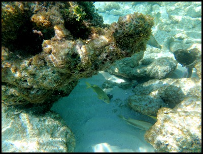 PB Snorkel Belize 103