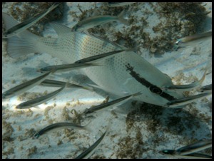 PB Snorkel Belize 183