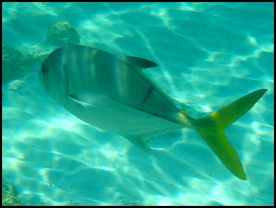 PB Snorkel Belize 131