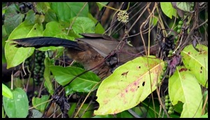 BF Birdwatching in Belize 083