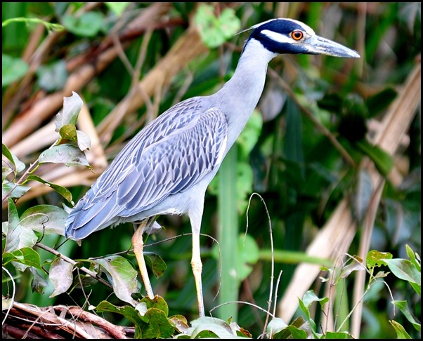 BF Birdwatching in Belize 097