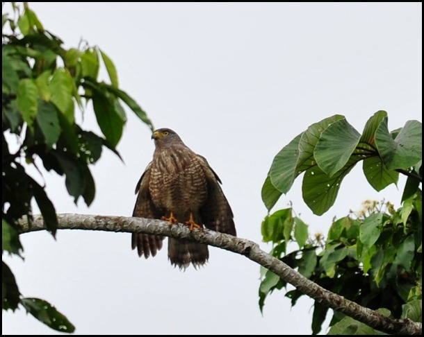 BF Birdwatching in Belize 126