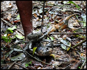 BF Birdwatching in Belize 179