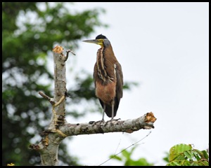 BF Birdwatching in Belize 037