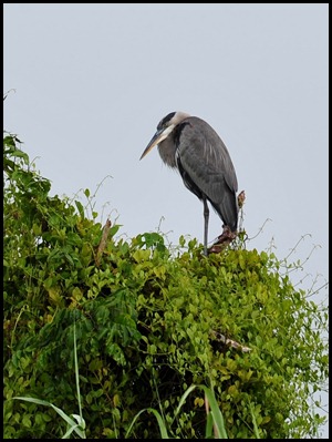 BF Birdwatching in Belize 003