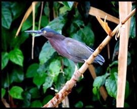 BF Birdwatching in Belize 072