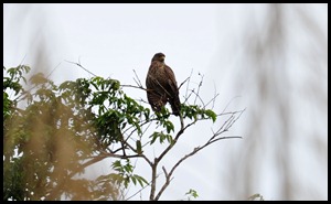 BF Birdwatching in Belize 007