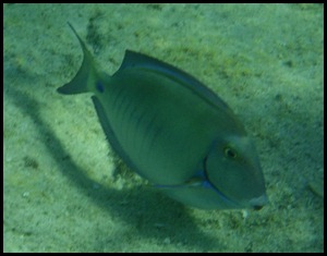 UF Roatan Snorkel 007