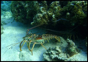 UF Roatan Snorkel 046