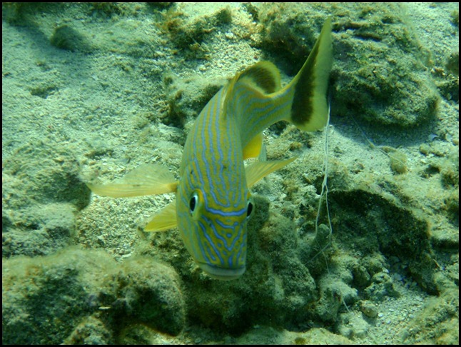 UF Roatan Snorkel 062