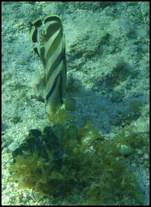 UF Roatan Snorkel 016