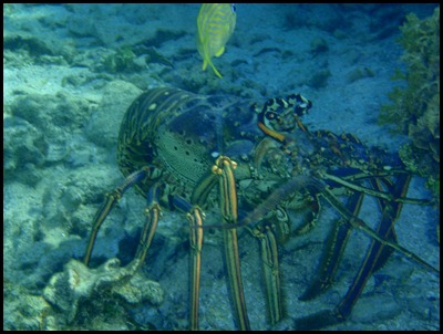 UF Roatan Snorkel 010