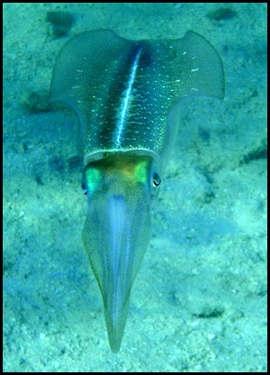 UF Roatan Snorkel 009