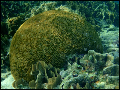 UF Roatan Snorkel 035