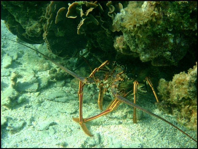 UF Roatan Snorkel 068