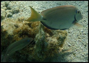 UF Roatan Snorkel 064