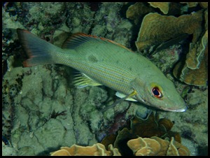 UF Roatan Snorkel 073