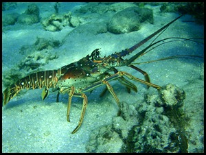 UF Roatan Snorkel 045