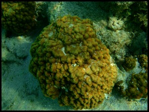 UF Roatan Snorkel 061