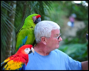 BF Copan Ruins and Birds 365