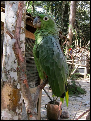 BB Copan Ruins and Birds 196