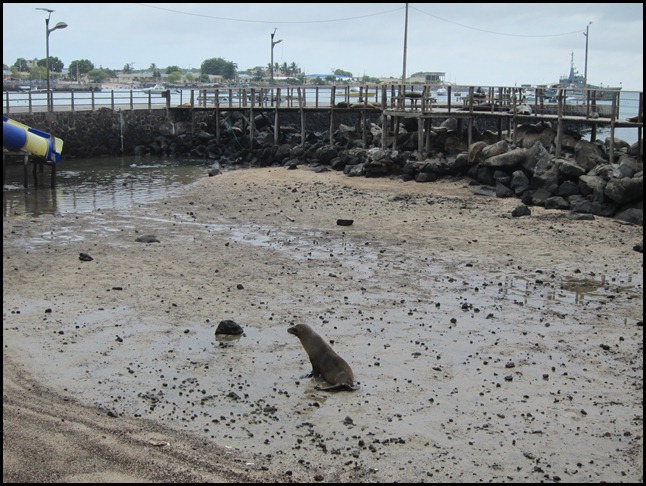 BB Seals ashore 2 014