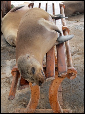 BB Seals ashore 2 012