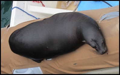 BB Seals ashore 2 002