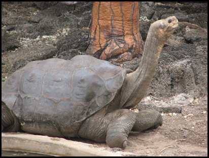 800px-Lonesome_George_in_profile