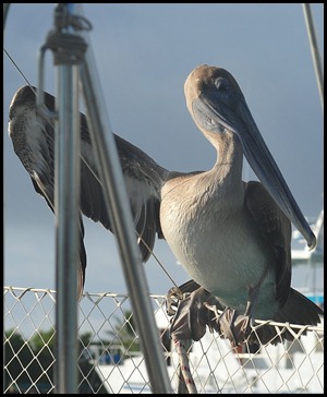 BF Gull on Pecalin 008