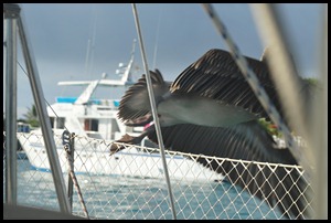 BF Gull on Pecalin 010