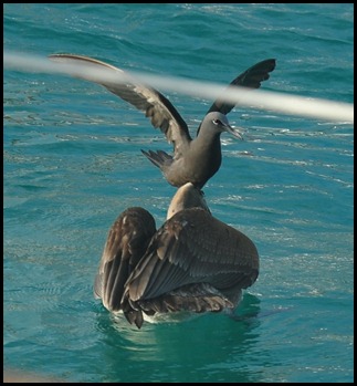 BF Gull on Pecalin 014