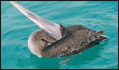 BF Pecalins and Gulls 024