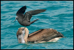 BF Pecalins and Gulls 092