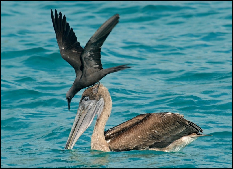 BF Pecalins and Gulls 094