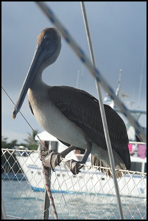 BF Gull on Pecalin 001