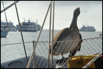 BF Gull on Pecalin 005