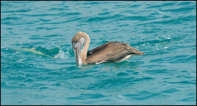 BF Pecalins and Gulls 102