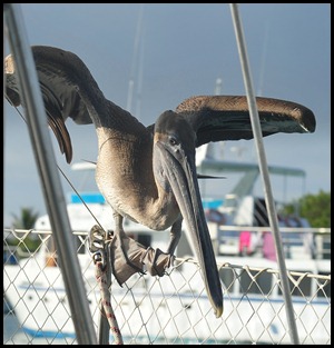 BF Gull on Pecalin 009