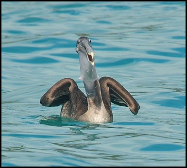 BF Pecalins and Gulls 083