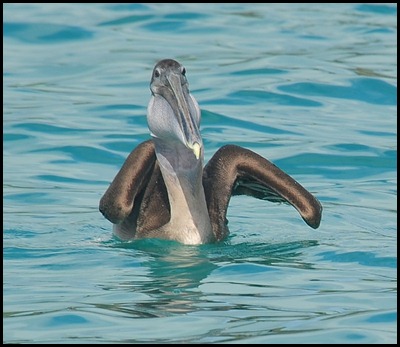 BF Pecalins and Gulls 082