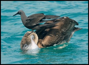 BF Pecalins and Gulls 090