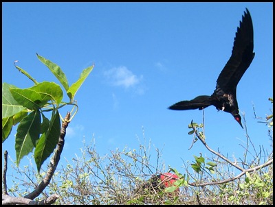 BB Isla Lobos 026