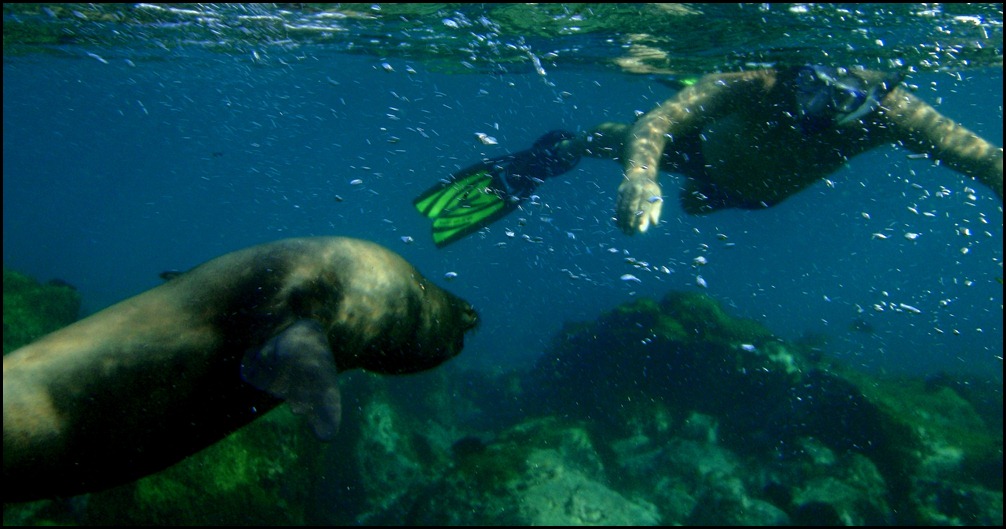 UW With Seal Lions 098