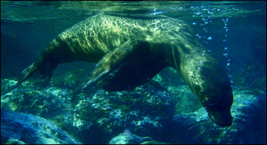 UW With Seal Lions 110