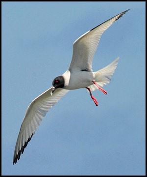 BF Wavy Albatross 642