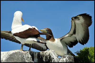 BF Wavy Albatross 296