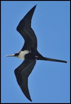 BF Wavy Albatross 524